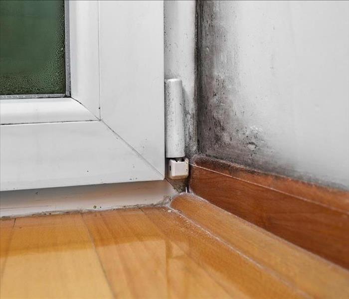 Corner of a wall next to door hinge with mold growth