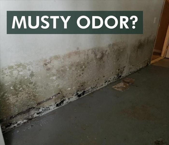 Mold growth on wall with the phrase Musty Odor?