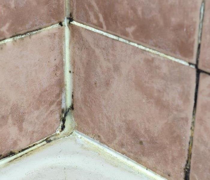 mold on tile